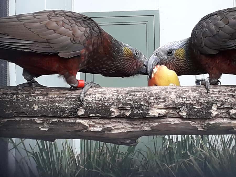 From Dunedin: City, Otago Peninsula & Albatross Guided Tour - Real Traveler Insights