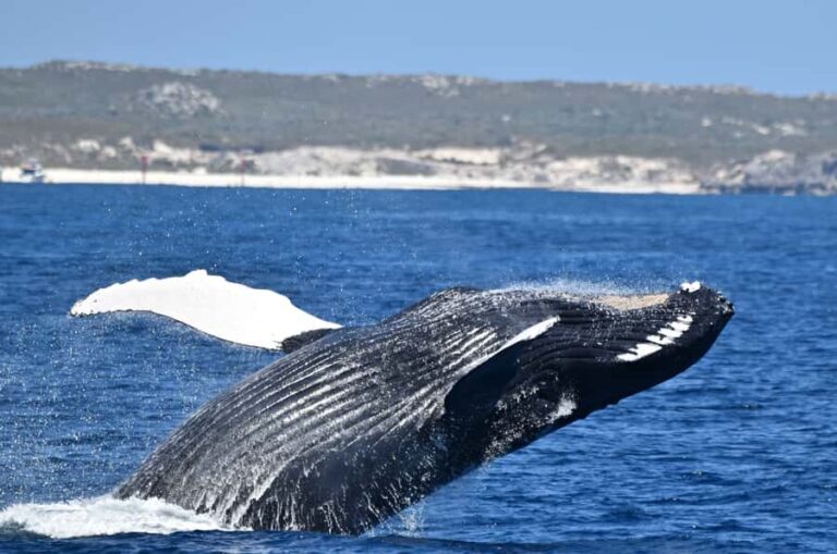 From Fremantle: 2-Hour Luxury Whale-Watching Cruise - The Real Benefits of a 2-Hour Tour