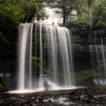 From Hobart: Mt. Field, Mt. Wellington and Wildlife Day Tour - The Experience in Detail