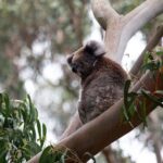From Melbourne: Great Ocean Road & 12 Apostles Full-Day Tour - The Practicalities: What You Need to Know