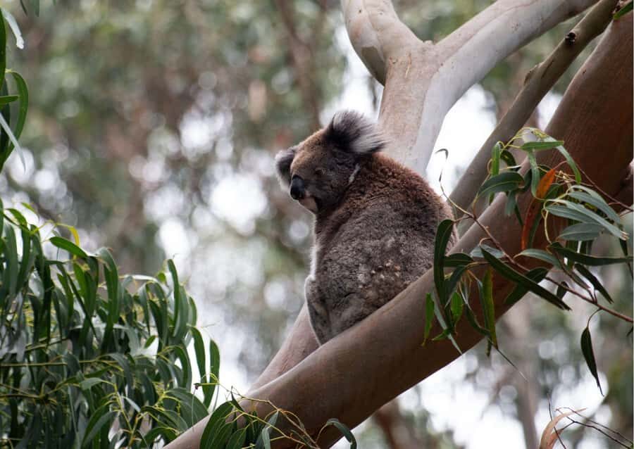 From Melbourne: Great Ocean Road & 12 Apostles Full-Day Tour - The Practicalities: What You Need to Know