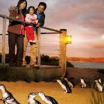 From Melbourne: Phillip Is Penguin Parade & Koala Reserve - Value for Money