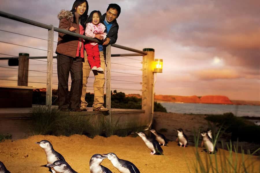 From Melbourne: Phillip Is Penguin Parade & Koala Reserve - Value for Money