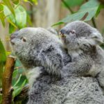 From Melbourne: Phillip Island and Penguin Parade Day Tour - The Value of This Tour