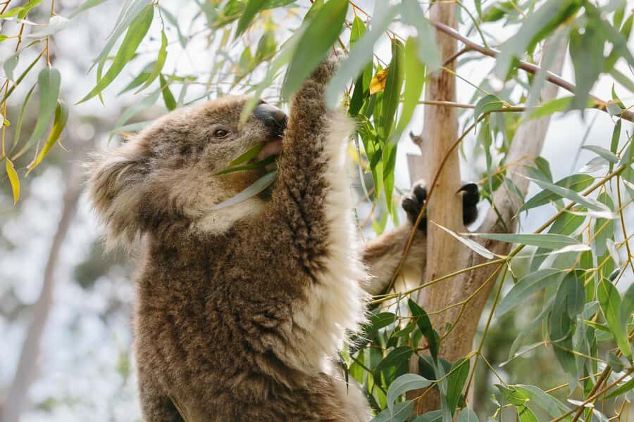 From Melbourne: Phillip Island Penguin Parade & Koalas Tour - What to Expect at Each Stop