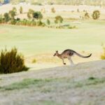 From Melbourne: Yarra Valley Chandon Cheese & Kangaroos Tour - Practicalities and What It Means for You