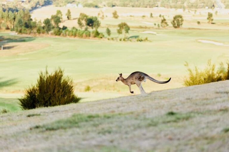 From Melbourne: Yarra Valley Chandon Cheese & Kangaroos Tour - Practicalities and What It Means for You