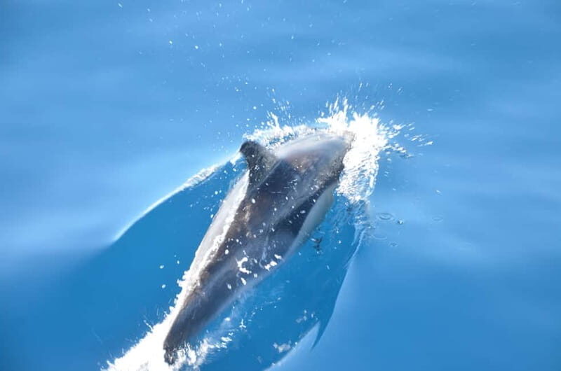 From Morro Jable: Dolphin and Whale Watching and Snorkelling - Getting There Smoothly: Pickup, Port Start, Return