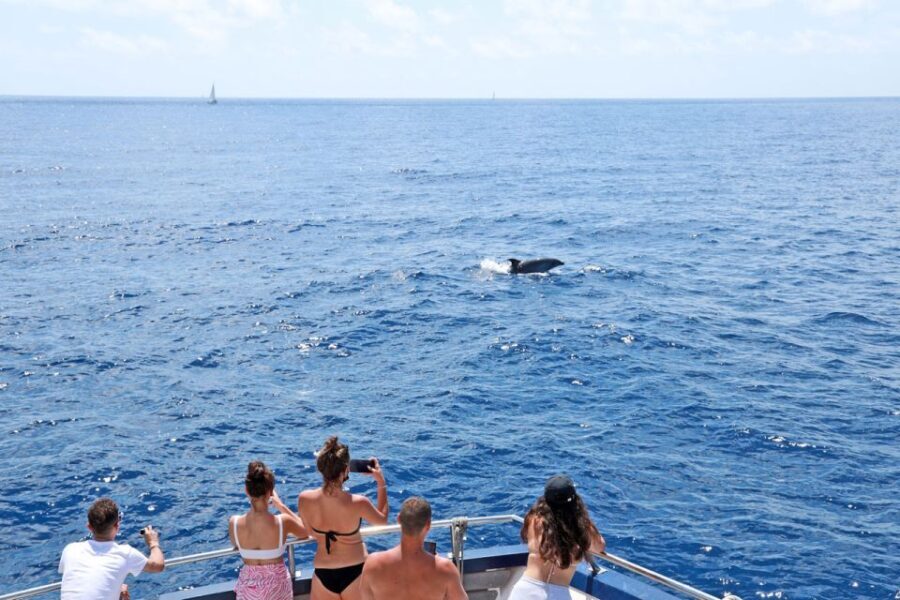 From Paguera: Dolphin Watching Cruise in a Glass-Bottom Boat - Getting There: Playa Tora Jetty and the 20-Minute Rule