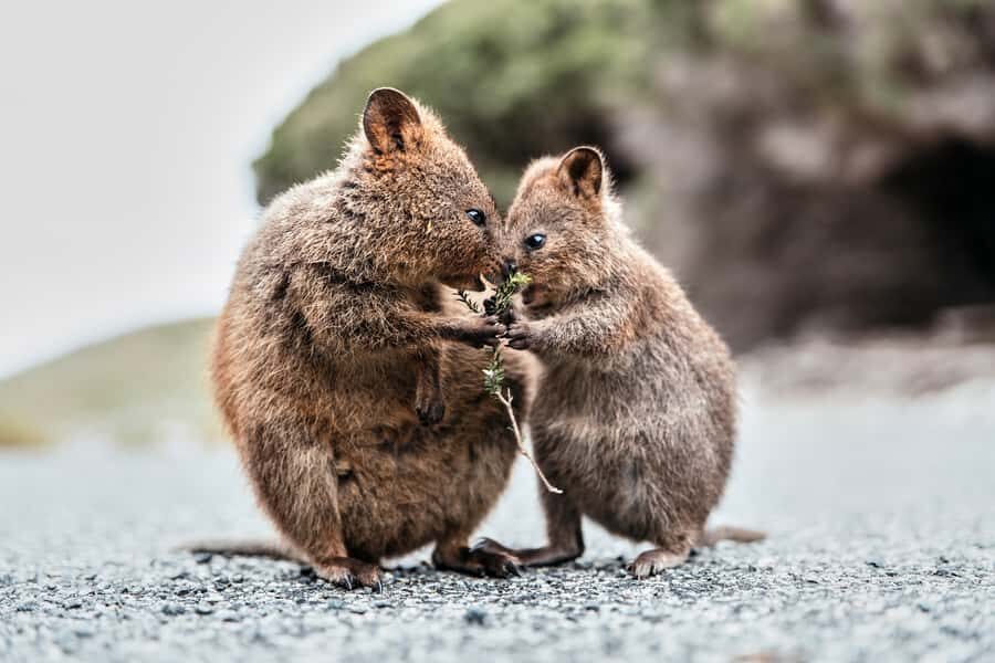From Perth or Fremantle: Rottnest Island Ferry and Bus Tour - The Bus Tour: Highlights and Insights