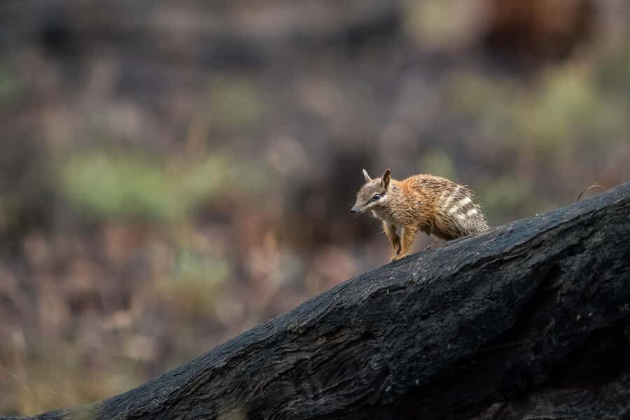 From Perth: Perth Wildlife Tour Under the Stars with Dinner - The Practical Side: What to Expect