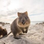 From Perth: Rottnest Island Grand Island Day Tour with Lunch - Price and Value