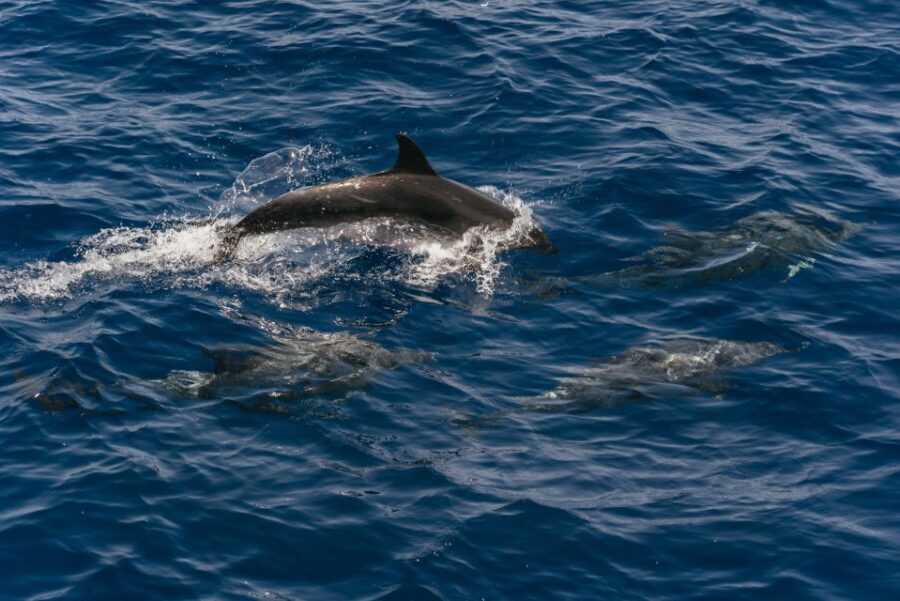 From Puerto Rico de Gran Canaria: Dolphin Watching Cruise - Price and Value: Why Around $47 Can Make Sense