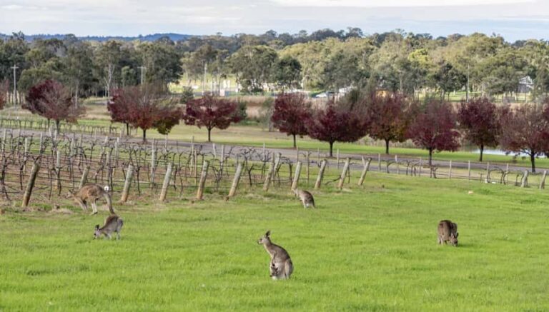 From Sydney: All Inclusive Boutique Hunter Valley Wine Tour - A Deep Dive Into the Itinerary