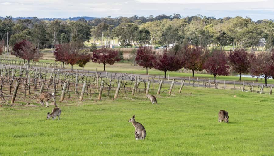 From Sydney: All Inclusive Boutique Hunter Valley Wine Tour - A Deep Dive Into the Itinerary