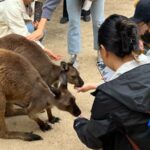 From Sydney: Blue Mountains, Sydney Zoo & Walking Tour - How the Tour Balances Value and Experience