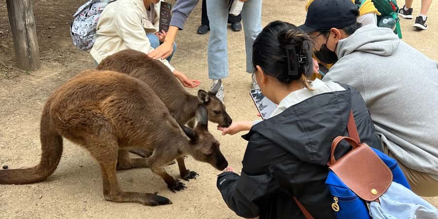 From Sydney: Blue Mountains, Sydney Zoo & Walking Tour - How the Tour Balances Value and Experience