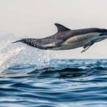 From Tauranga: Dolphin and Wildlife Cruise - Practical Considerations
