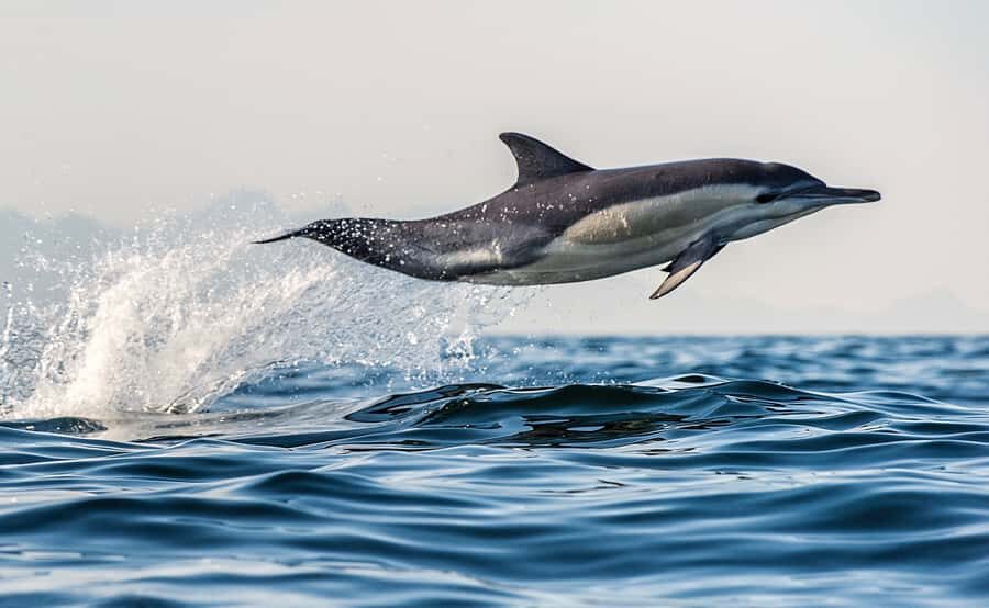 From Tauranga: Dolphin and Wildlife Cruise - Practical Considerations
