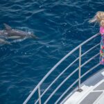 From Tauranga: Half-Day Swimming with Dolphins Tour - The Value and Cost