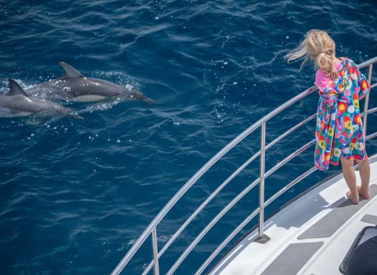 From Tauranga: Half-Day Swimming with Dolphins Tour - The Value and Cost