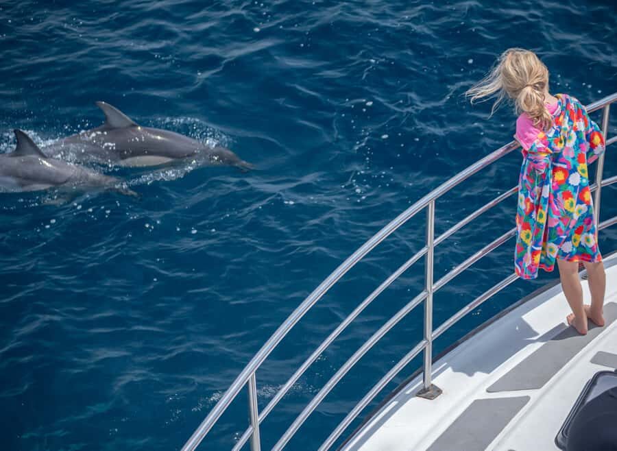 From Tauranga: Half-Day Swimming with Dolphins Tour - The Value and Cost