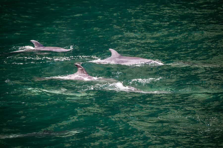 From Te Anau: Milford Sound Cruise and Coach Day Trip - What We Love About This Tour