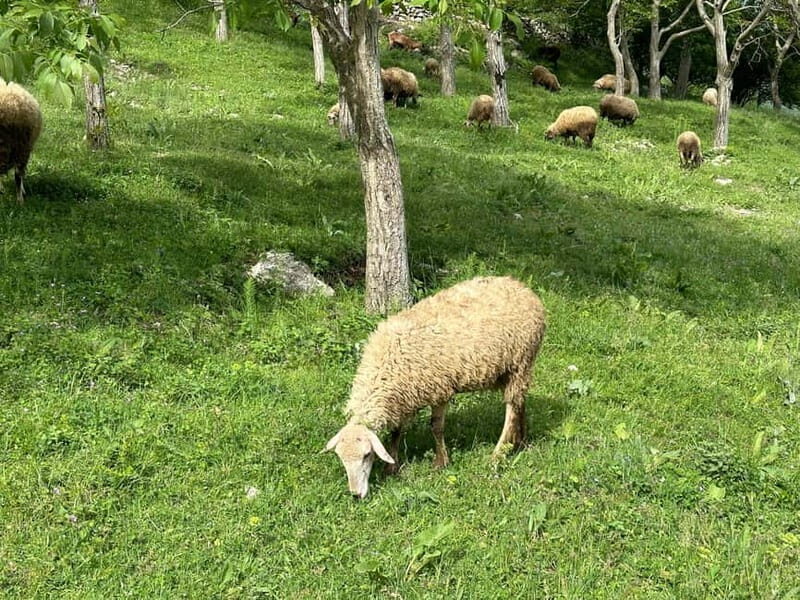 From Tirana: Bovilla Lake & Gamti Mountain Viewpoint Hike - Getting there from Tirana: van comfort, market stops, and bumpy roads