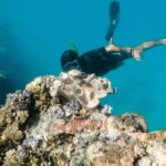 Full-Day Great Barrier Reef Snorkeling from Hamilton Island - Who Should Consider This Tour?