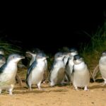 Full-Day Penguins and Wildlife Nature Experience from Melbourne - Transportation, Timing, and Group Size
