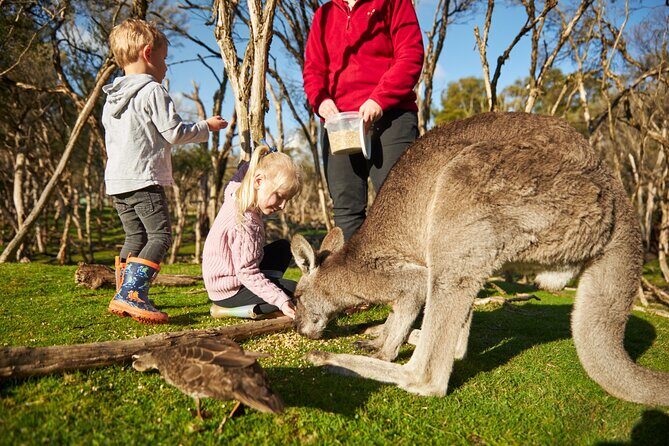 Full-Day Phillip Island Tour with Kangaroo, Koala and Penguin Parade - Transportation, Timing, and Group Size