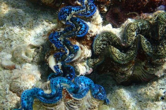 Full-Day Private Boat Tour of Bora Bora Lagoon with Snorkel - Practical Tips for Booking