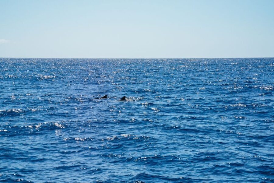 Funchal: Dolphin and Whale Watching by Luxury Catamaran - Booking and cost: what $47 buys you in real traveler terms