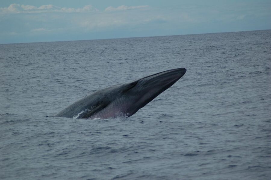 Funchal: Dolphin and Whale Watching Catamaran Cruise - Price and value: what $41 really buys you