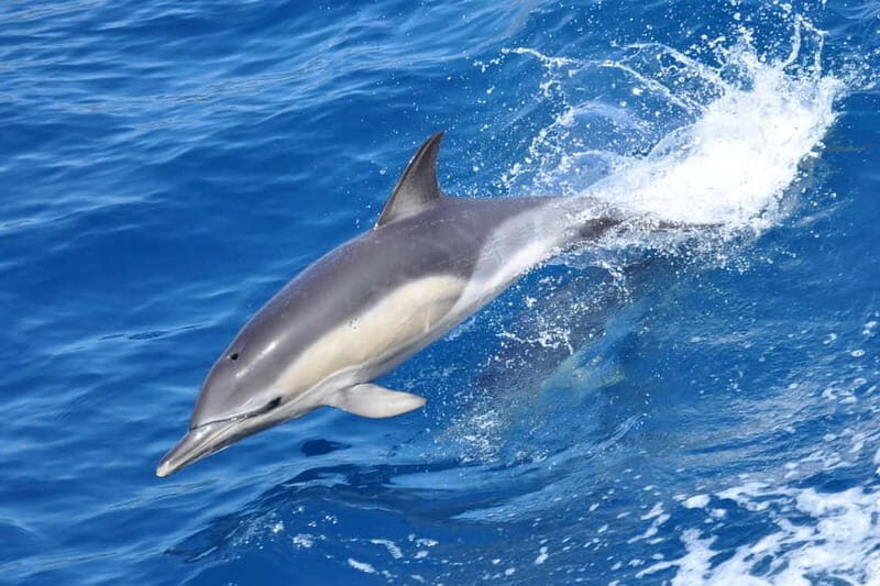 Gibraltar: Dolphin Watching Tour - What makes this tour feel special: guides that actually explain