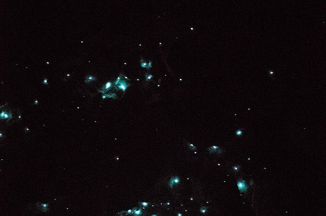 Glow Worm Caves Express Tour in Bay of Islands - The Kawiti Glowworm Caves: The Main Event