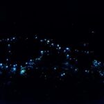 Gold Coast: Evening Rainforest and Glow Worm Experience - The Itinerary in Detail