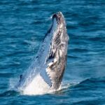 Gold Coast: Luxury Whale Watching Tour - What Makes This Tour Stand Out