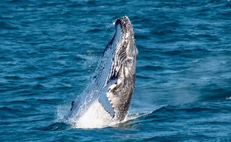 Gold Coast: Luxury Whale Watching Tour - What Makes This Tour Stand Out