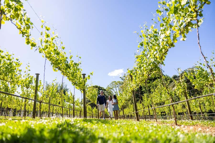 Gold Coast: Luxury Wine Tour with Gourmet Lunch & Distillery - The Value of This Tour