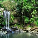 Gold Coast: Mount Tamborine Kangaroo and Koala Day Tour - Exploring Tamborine National Park and Wildlife Encounters