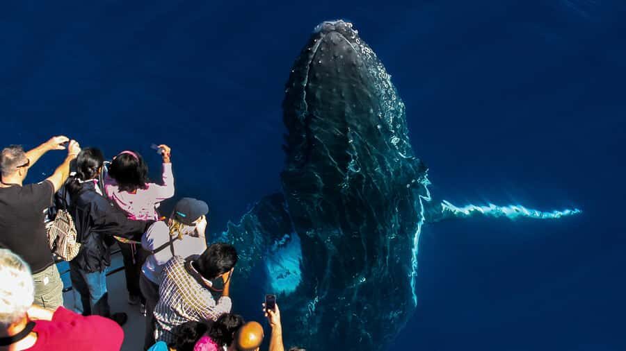 Gold Coast: Premium Whale Watching Cruise - The Value of This Whale Watching Experience