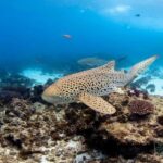 Gold Coast: Snorkel with Turtles - The Marine Life You Might See