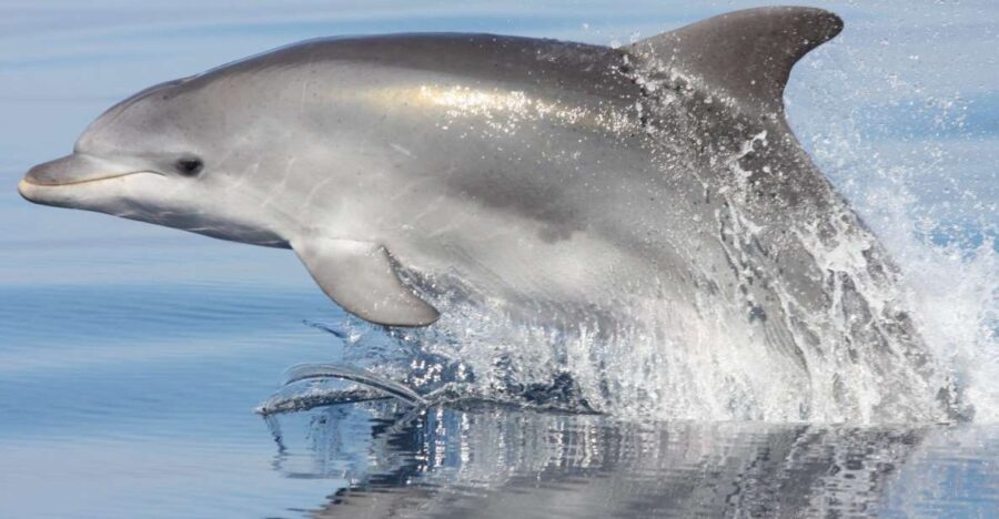 Golfo Aranci: Eco-Friendly Dolphin Watching Boat Trip - The Boat Setup: A Zodiac Trip with Two-Crew Comfort