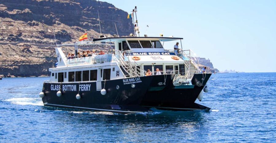 Gran Canaria: Catamaran Dolphin Watch Cruise with Snorkeling - The Boat Portion: Dolphin-Watching That Feels Like Real Searching