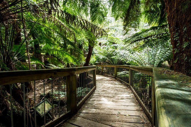 Great Ocean Road Reverse Rainforest & 12 Apostles from Melbourne - Who Would Love This Tour?