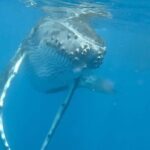 Guided Small Group Whale Watching and Swim Tour Tahiti - The Experience: How it Unfolds