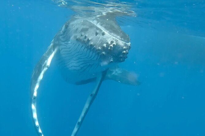 Guided Small Group Whale Watching and Swim Tour Tahiti - The Experience: How it Unfolds