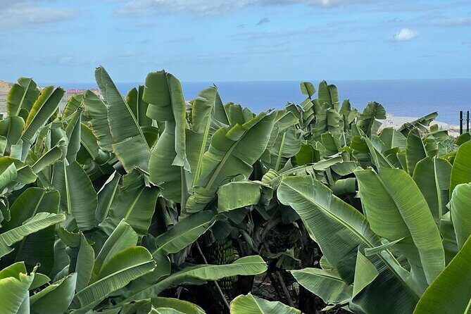 Guided tour of the Banana World - Value Analysis: Is It Worth Your Time and Money?