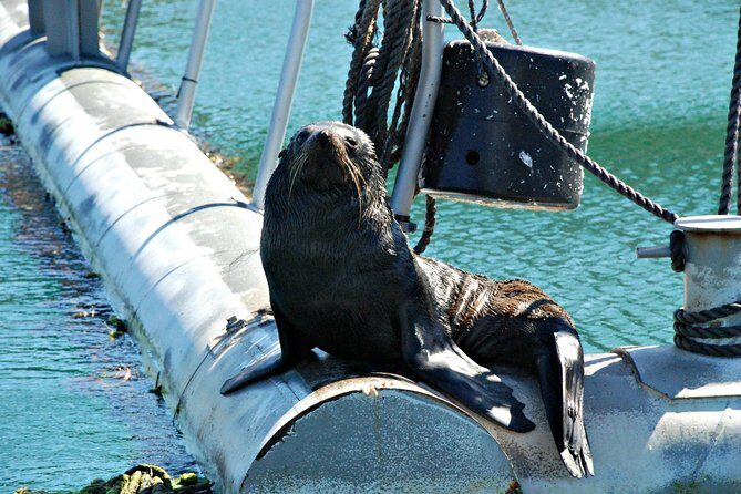 Half-Day Cruise in Marlborough Sounds from Picton - The Value for Money